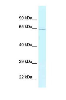 BAG5 Antibody - BAG5 antibody Western blot of Fetal Liver lysate. Antibody concentration 1 ug/ml.  This image was taken for the unconjugated form of this product. Other forms have not been tested.