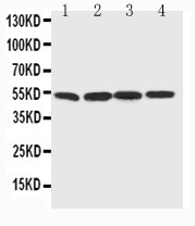 BAG5 Antibody - WB of BAG5 antibody. Lane 1: Rat Thymus Tissue Lysate. Lane 2: Rat Spleen Tissue Lysate. Lane 3: Rat Testis Tissue Lysate. Lane 4: PANC Cell Lysate.