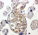 BAG5 Antibody - BAG5 antibody. IHC(P): Human Placenta Tissue.
