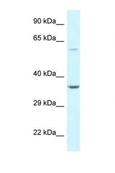 BAG5 Antibody - BAG5 antibody Western blot of HeLa Cell lysate. Antibody concentration 1 ug/ml.  This image was taken for the unconjugated form of this product. Other forms have not been tested.