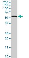 BAG5 Antibody - BAG5 monoclonal antibody (M02), clone 1E3. Western blot of BAG5 expression in human spleen.
