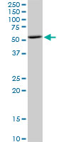 BAG5 Antibody - BAG5 monoclonal antibody (M02), clone 1E3. Western blot of BAG5 expression in HepG2.