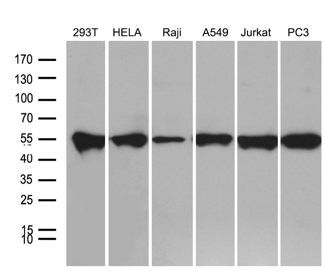BAG5 Antibody - Western blot analysis of extracts. (35ug) from 6 different cell lines by using anti-BAG5 monoclonal antibody. (1:500)