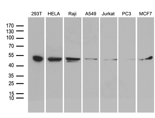 BAG5 Antibody - Western blot analysis of extracts. (35ug) from 7 different cell lines by using anti-BAG5 monoclonal antibody. (1:500)