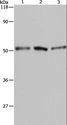 BAG5 Antibody - Western blot analysis of A549, HeLa and 293T cell, using BAG5 Polyclonal Antibody at dilution of 1:500.