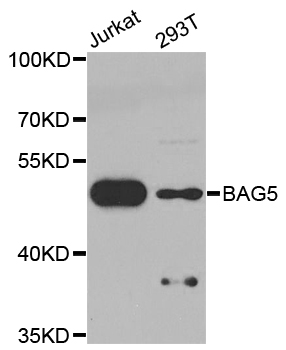 BAG5 Antibody - Western blot analysis of extracts of various cell lines.