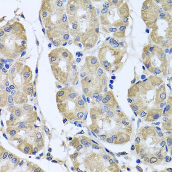 BAG5 Antibody - Immunohistochemistry of paraffin-embedded human stomach tissue.