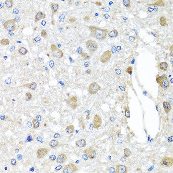 BAG5 Antibody - Immunohistochemistry of paraffin-embedded rat brain tissue.
