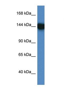 BAG6 / G3 / Scythe Antibody - BAG6 / BAT3 antibody Western blot of 293T Cell lysate. Antibody concentration 1 ug/ml.  This image was taken for the unconjugated form of this product. Other forms have not been tested.