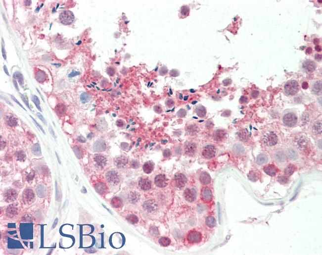 BAG6 / G3 / Scythe Antibody - Anti-BAG6 / G3 / Scythe antibody IHC staining of human testis. Immunohistochemistry of formalin-fixed, paraffin-embedded tissue after heat-induced antigen retrieval. Antibody concentration 5 ug/ml.  This image was taken for the unconjugated form of this product. Other forms have not been tested.