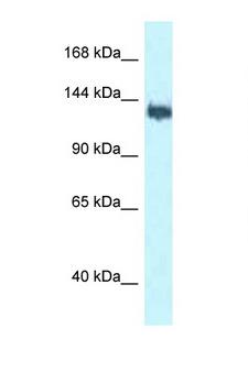 BAG6 / G3 / Scythe Antibody - BAG6 / BAT3 antibody Western blot of MCF7 Cell lysate. Antibody concentration 1 ug/ml.  This image was taken for the unconjugated form of this product. Other forms have not been tested.