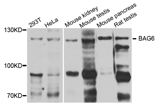 BAG6 / G3 / Scythe Antibody - Western blot analysis of extract of various cells.