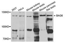 BAG6 / G3 / Scythe Antibody - Western blot analysis of extract of various cells.