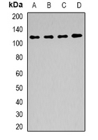 BAG6 / G3 / Scythe Antibody - Western blot analysis of BAG6 expression in HeLa (A); mouse kidney (B); mouse testis (C); rat testis (D) whole cell lysates.