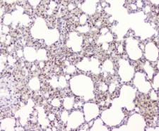 BAG6 / G3 / Scythe Antibody - IHC staining of FFPE rat lung with BAG6 antibody at 1ug/ml. HIER: boil tissue sections in pH6, 10mM citrate buffer, for 10-20 min and allow to cool before testing.