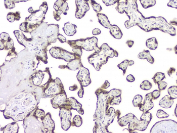 BAG6 / G3 / Scythe Antibody - IHC staining of FFPE human placenta with BAG6 antibody at 1ug/ml. HIER: boil tissue sections in pH6, 10mM citrate buffer, for 10-20 min and allow to cool before testing.