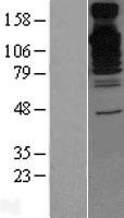 BAG6 / G3 / Scythe Protein - Western validation with an anti-DDK antibody * L: Control HEK293 lysate R: Over-expression lysate
