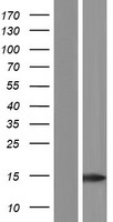 BAGE2 Protein - Western validation with an anti-DDK antibody * L: Control HEK293 lysate R: Over-expression lysate