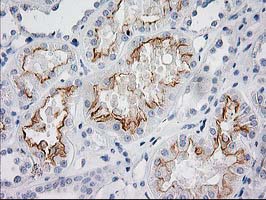 BAIAP2 / IRSP53 Antibody - IHC of paraffin-embedded Human Kidney tissue using anti-BAIAP2 mouse monoclonal antibody.