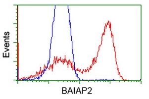 BAIAP2 / IRSP53 Antibody - HEK293T cells transfected with either overexpress plasmid (Red) or empty vector control plasmid (Blue) were immunostained by anti-BAIAP2 antibody, and then analyzed by flow cytometry.