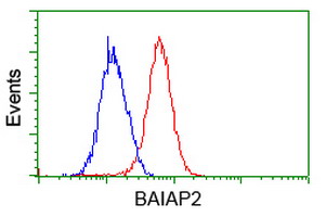 BAIAP2 / IRSP53 Antibody - Flow cytometry of HeLa cells, using anti-BAIAP2 antibody (Red), compared to a nonspecific negative control antibody (Blue).