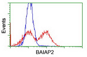 BAIAP2 / IRSP53 Antibody - HEK293T cells transfected with either overexpress plasmid (Red) or empty vector control plasmid (Blue) were immunostained by anti-BAIAP2 antibody, and then analyzed by flow cytometry.