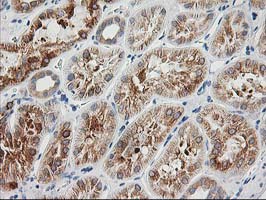 BAIAP2 / IRSP53 Antibody - IHC of paraffin-embedded Human Kidney tissue using anti-BAIAP2 mouse monoclonal antibody.