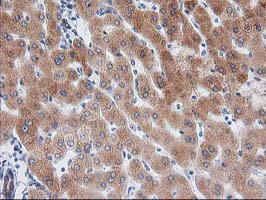 BAIAP2 / IRSP53 Antibody - IHC of paraffin-embedded Human liver tissue using anti-BAIAP2 mouse monoclonal antibody.