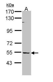 BAIAP2L1 Antibody - Sample (30 ug of whole cell lysate). A: Hela. 7.5% SDS PAGE. BAIAP2L1 antibody diluted at 1:1000.
