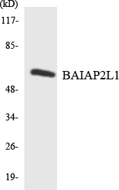 BAIAP2L1 Antibody - Western blot analysis of the lysates from K562 cells using BAIAP2L1 antibody.