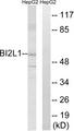 BAIAP2L1 Antibody - Western blot analysis of extracts from HepG2 cells, using BAIAP2L1 antibody.