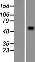 BAIAP2L1 Protein - Western validation with an anti-DDK antibody * L: Control HEK293 lysate R: Over-expression lysate