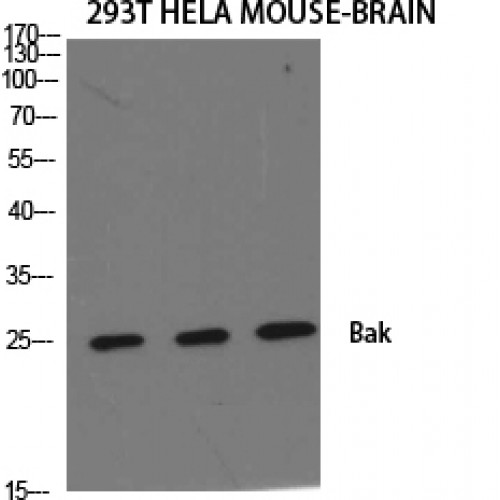 BAK1 / BAK Antibody - Western blot of Bak antibody