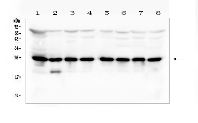 BAK1 / BAK Antibody - Western blot analysis of BAK using anti-BAK antibody. Electrophoresis was performed on a 5-20% SDS-PAGE gel at 70V (Stacking gel) / 90V (Resolving gel) for 2-3 hours. The sample well of each lane was loaded with 50ug of sample under reducing conditions. Lane 1: human PC-3 whole cell lysates, Lane 2: human HEK293 whole cell lysates, Lane 3: human Jurkat whole cell lysates, Lane 4: human Caco-2 whole cell lysates, Lane 5: human U2OS whole cell lysates, Lane 6: human HepG2 whole cell lysates, Lane 7: human Hela whole cell lysates, Lane 8: human A549 whole cell lysates. After Electrophoresis, proteins were transferred to a Nitrocellulose membrane at 150mA for 50-90 minutes. Blocked the membrane with 5% Non-fat Milk/ TBS for 1.5 hour at RT. The membrane was incubated with rabbit anti-BAK antigen affinity purified polyclonal antibody at 0.5 µg/mL overnight at 4°C, then washed with TBS-0.1% Tween 3 times with 5 minutes each and probed with a goat anti-rabbit IgG-HRP secondary antibody at a dilution of 1:10000 for 1.5 hour at RT. The signal is developed using an Enhanced Chemiluminescent detection (ECL) kit with Tanon 5200 system. A specific band was detected for BAK at approximately 25KD. The expected band size for BAK is at 23KD.