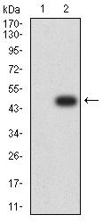 BAK1 / BAK Antibody - Western blot analysis using BAK1 mAb against HEK293 (1) and BAK1 (AA: 29-187)-hIgGFc transfected HEK293 (2) cell lysate.