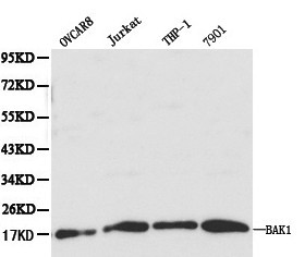 BAK1 / BAK Antibody - Western blot of BAK1 pAb in extracts from OVCAR8, Jurkat, THP1 and 7901 cells.