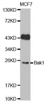 BAK1 / BAK Antibody - Western blot analysis of extracts of MCF7 cell lines.