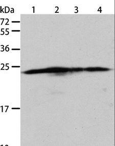 BAK1 / BAK Antibody - Western blot analysis of HeLa, A431, 293T and Jurkat cell, using BAK1 Polyclonal Antibody at dilution of 1:900.