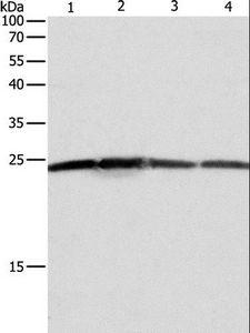 BAK1 / BAK Antibody - Western blot analysis of HeLa, A431, 293T and Jurkat cell, using BAK1 Polyclonal Antibody at dilution of 1:550.