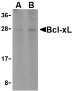 BAK1 / BAK Antibody - Western blot of Bak in L1210 cell lysates with Bak antibody at (A) 1 and (B) 2 ug/ml.