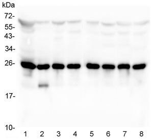 BAK1 / BAK Antibody - Western blot testing of 1) rat skeletal muscle, 2) mouse heart, 3) human MCF7 and 4) HeLa lysate with BAK antibody. Expected/observed molecular weight ~23 kDa.