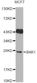 BAK1 / BAK Antibody - Western blot analysis of extracts of MCF7 cells, using BAK1 Antibody. The secondary antibody used was an HRP Goat Anti-Rabbit IgG (H+L) at 1:10000 dilution. Lysates were loaded 25ug per lane and 3% nonfat dry milk in TBST was used for blocking. An ECL Kit was used for detection.