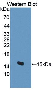 BAMBI Antibody - Western blot of BAMBI antibody.