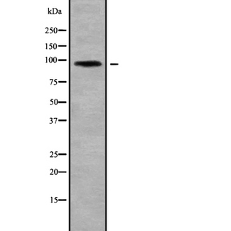 Band 4.1 / EPB41 Antibody - Western blot analysis of EPB41 expression in 293T cells lysate. The lane on the left is treated with the antigen-specific peptide.