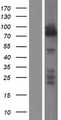 Band 4.1 / EPB41 Protein - Western validation with an anti-DDK antibody * L: Control HEK293 lysate R: Over-expression lysate