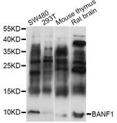 BANF1 / BAF / BCRP1 Antibody - Western blot analysis of extracts of various cell lines, using BANF1 antibody at 1:3000 dilution. The secondary antibody used was an HRP Goat Anti-Rabbit IgG (H+L) at 1:10000 dilution. Lysates were loaded 25ug per lane and 3% nonfat dry milk in TBST was used for blocking. An ECL Kit was used for detection and the exposure time was 90s.