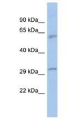 BANP Antibody - BANP antibody Western Blot of PANC1. Antibody dilution: 1 ug/ml.  This image was taken for the unconjugated form of this product. Other forms have not been tested.