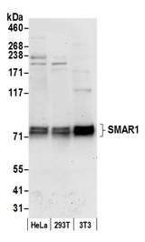 BANP Antibody - Detection of human and mouse SMAR1 by western blot. Samples: Whole cell lysate (50 µg) from HeLa, HEK293T, and mouse NIH 3T3 cells prepared using NETN lysis buffer. Antibody: Affinity purified rabbit anti-SMAR1 antibody used for WB at 0.1 µg/ml. Detection: Chemiluminescence with an exposure time of 30 seconds.
