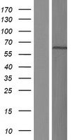 BANP Protein - Western validation with an anti-DDK antibody * L: Control HEK293 lysate R: Over-expression lysate