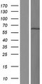 BANP Protein - Western validation with an anti-DDK antibody * L: Control HEK293 lysate R: Over-expression lysate